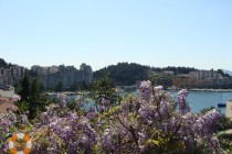 Ploce_02
