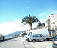 Kominska palma